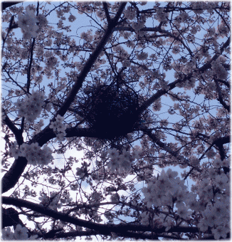 ☆｢野生の思考｣によるブリコラージュ器用仕事 手仕事の具体例：針金ハンガーでつくる｢カラスの巣｣  針金ハンガー製　パイプハンガー　桜の木　上